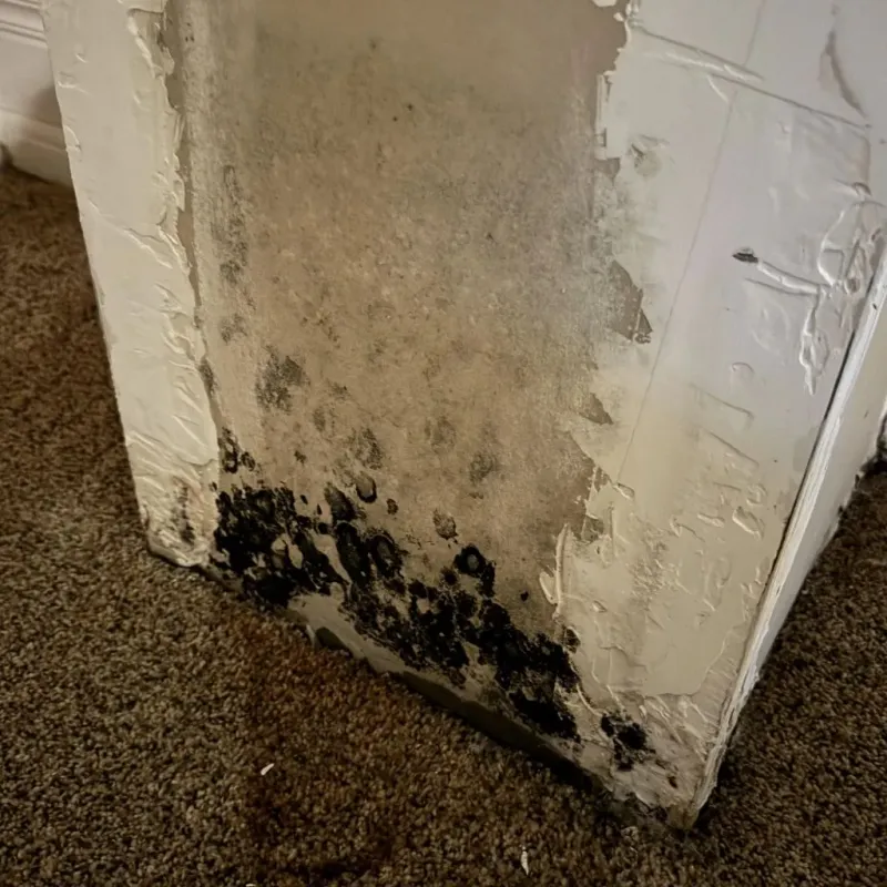 Professional Mold Removal in Pasadena, TX